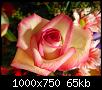     

:	galerie-membre,fleur-rose,roses-005.jpg‏
:	609
:	65.3 
:	2420